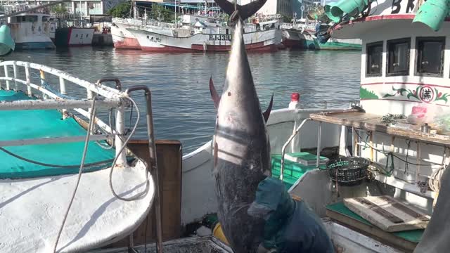 It took a dozen manpower to get the bluefin tuna from the boat to land