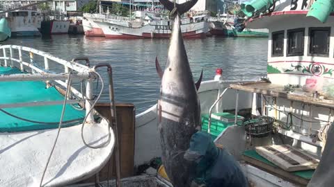 It took a dozen manpower to get the bluefin tuna from the boat to land
