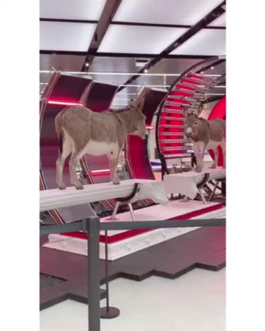 Donkey display in mall