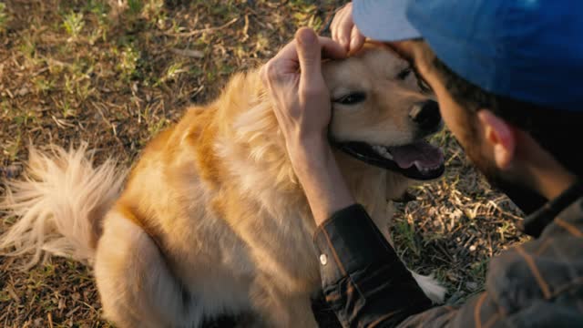 Dog being petted