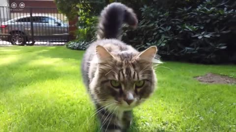 Cat relaxing video