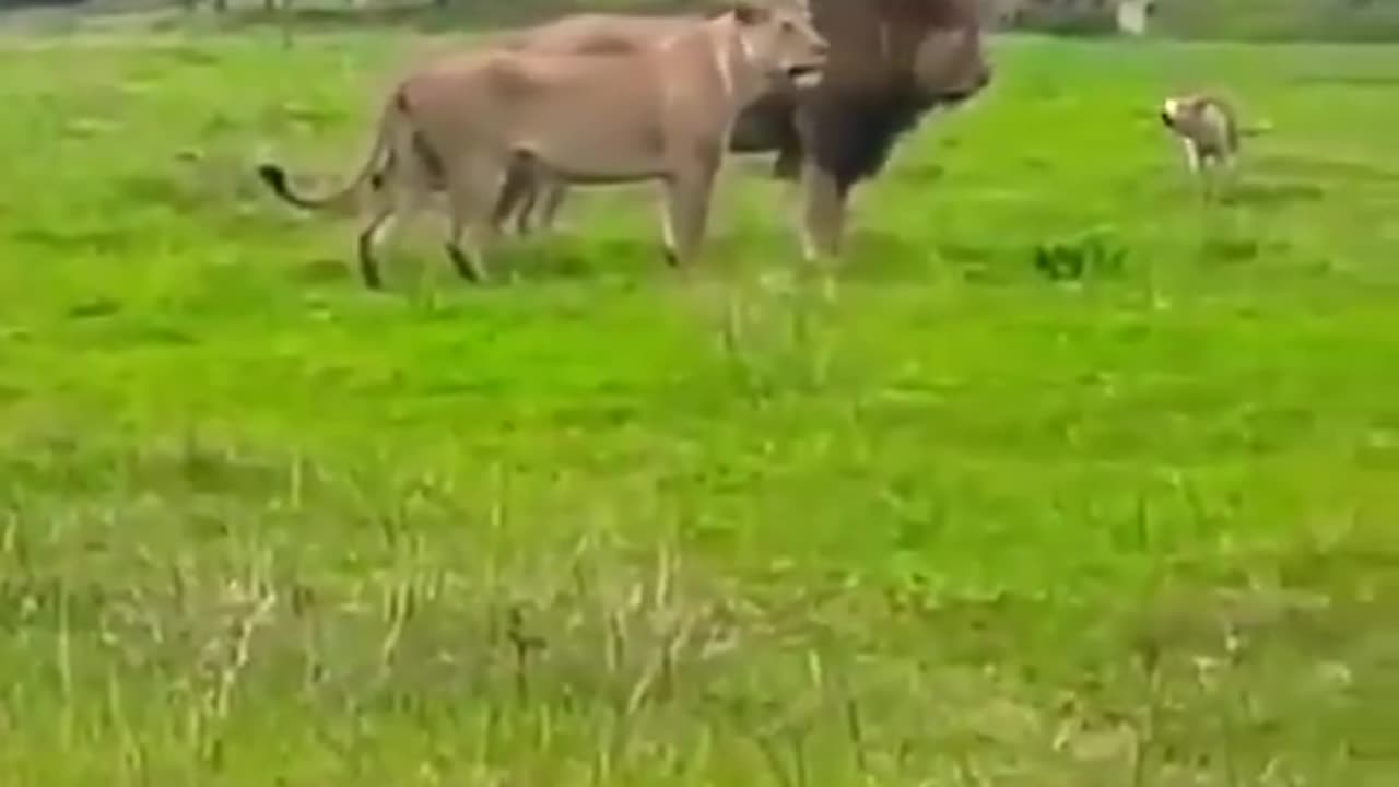 Attack is The Best Strategy Of Defense #shorts #shortvideo#video #virals #videoviral