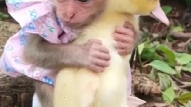 Monkey hugs duck