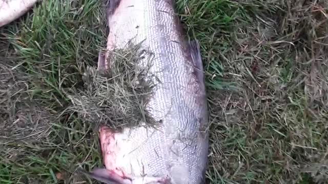 80 Red Sockeye Salmon from the Kasilof River 8/4/2022 Alaska