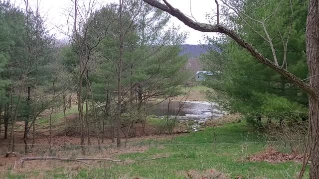 Spring Peepers (Tree Frogs) Chirping!