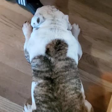 English Bulldogs behaving badly