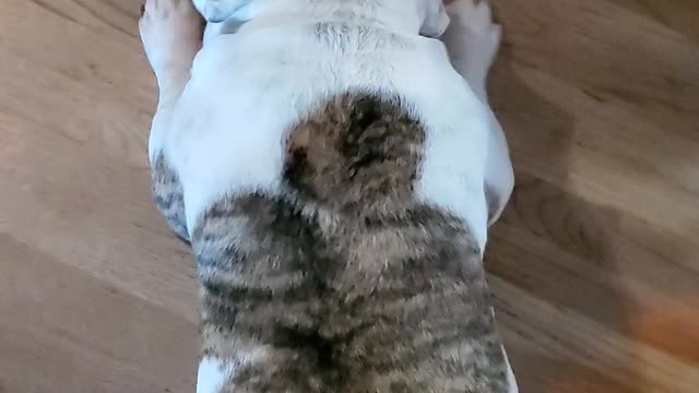 English Bulldogs behaving badly