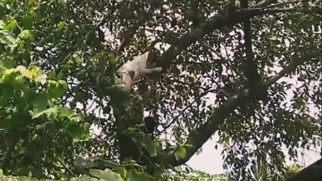 Two Cats Fight At The Top Of Tree