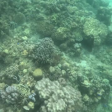 The Reef is Healing: Snorkeling through Nature's Comeback 🐠🌿🌊