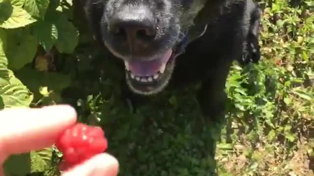 Black dog about to eat red fruit outside boomerang