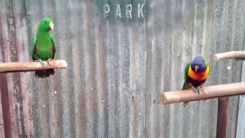 Parrots