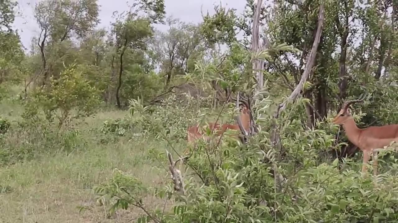 Impala Rams Fighting