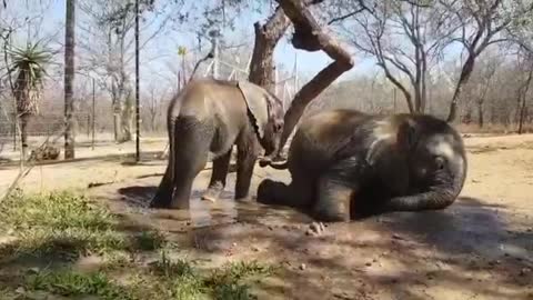 Cute fuuny baby elephants playing with muddy water