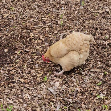 OMC! Woodchip worm hunting extravaganza! Multiple Chickens including Whitey!
