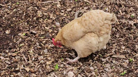 OMC! Woodchip worm hunting extravaganza! Multiple Chickens including Whitey!
