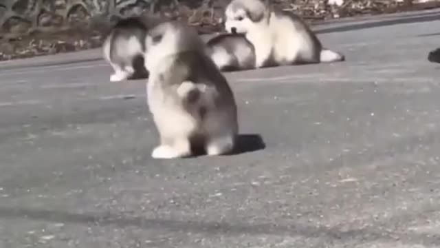 Crazy Doggy Plays