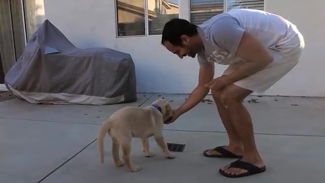 dog training | funny puppy