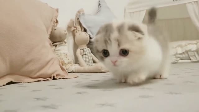 Cute Cat Walks in Bedroom