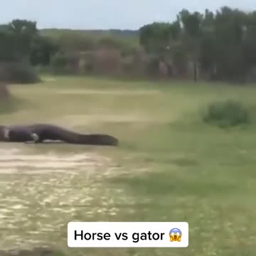 Horse vs Gator