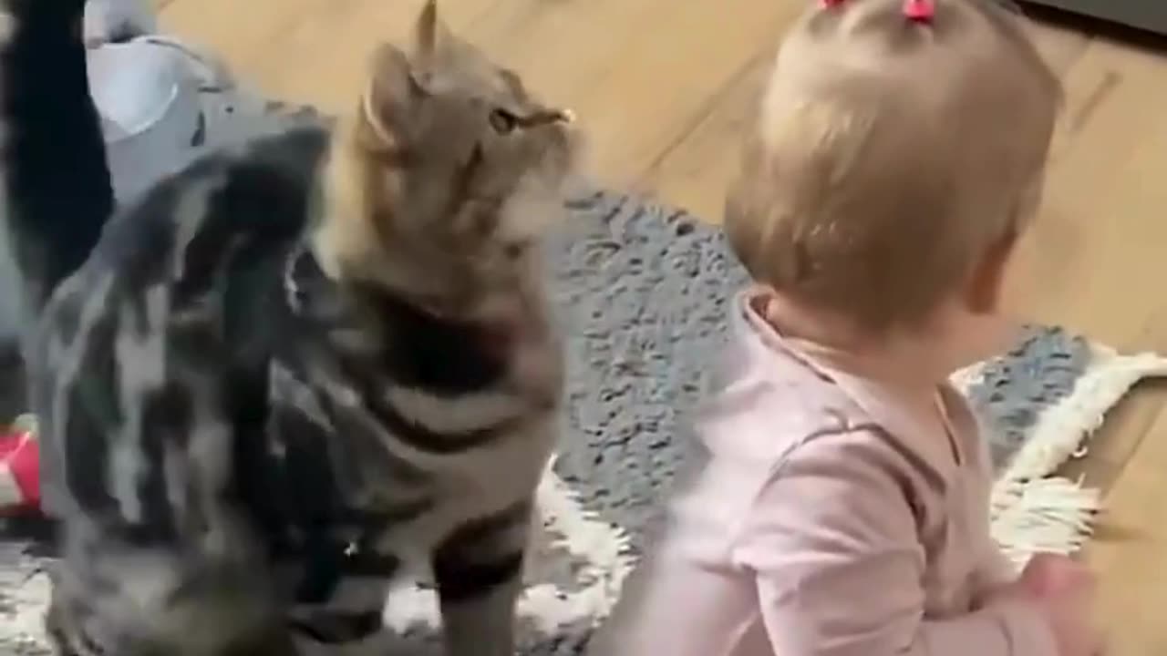 Cute And Funny Cats 😍😍😅😅 #viral #shorts #reels #cat #cats #pets #catsshare