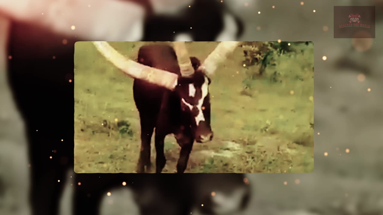 Three-horned Cows 2024 - Impossible to Prove If They Weren't Caught on Camera