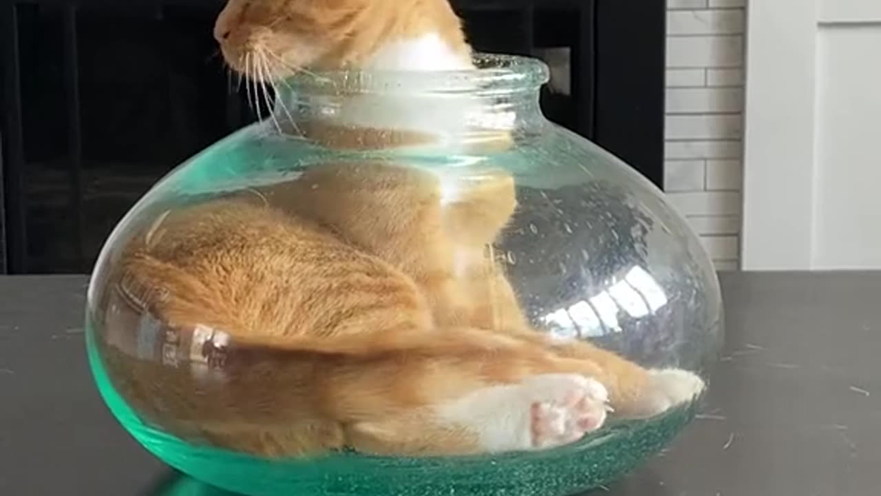 Funny cats - Part 16