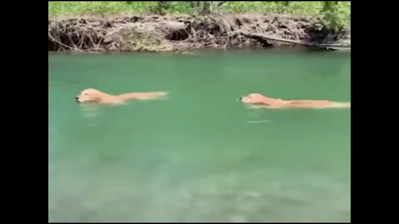 Too cute Doggy bros swimming in the water