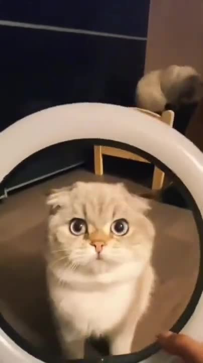 A Cute Cat is Making a Tiktok Video