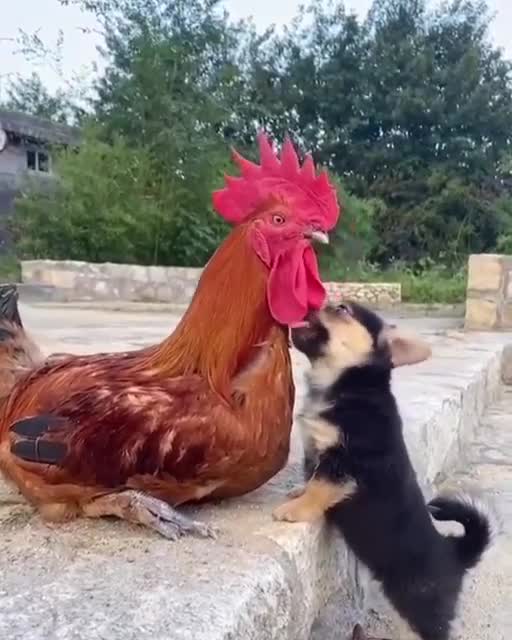 Best friends:Лудшие друзья