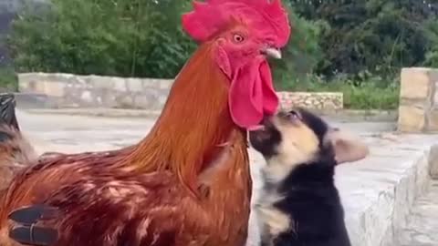 Best friends:Лудшие друзья