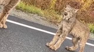 Lynx Face off in the Middle of the Road