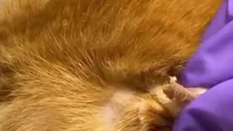 Cats Rescue - Giant Blackhead on Cat's Head