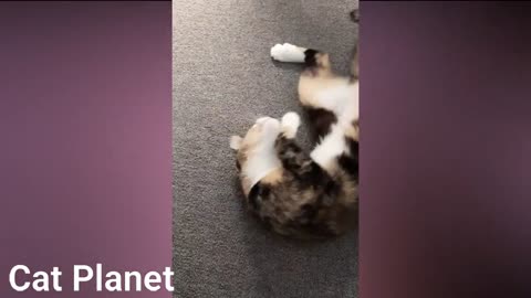 several videos of cute cats