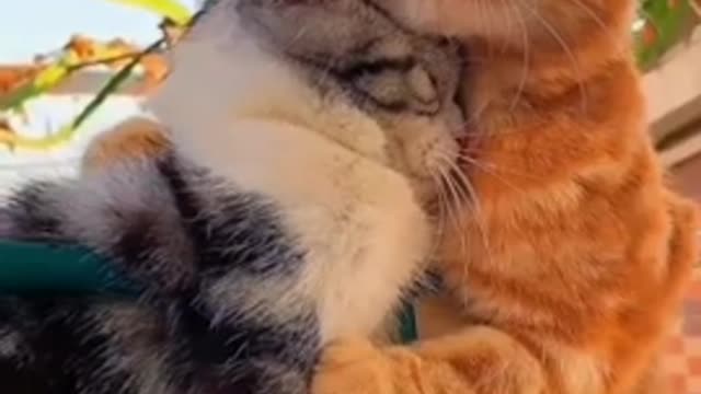 Cats and cat funny video dogs popular video viral