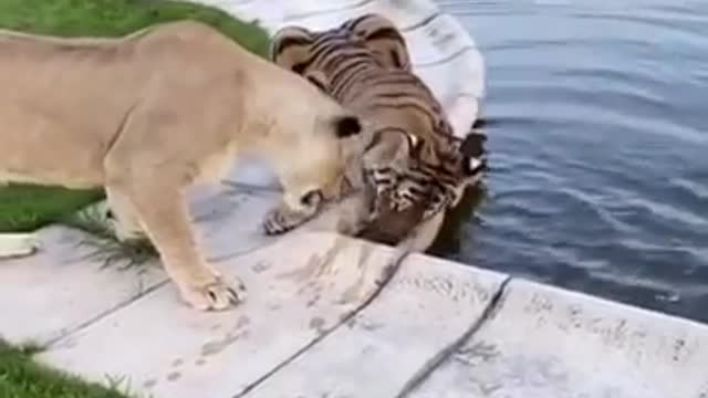 Tiger vs Fake Alligator