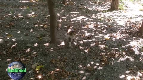 funny cat | Playful cat | cats | cat | most popular cat video | popular cat video