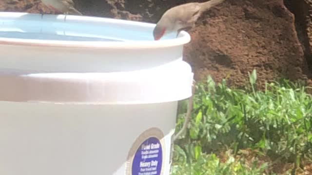 Common Waxbill’s getting a drink