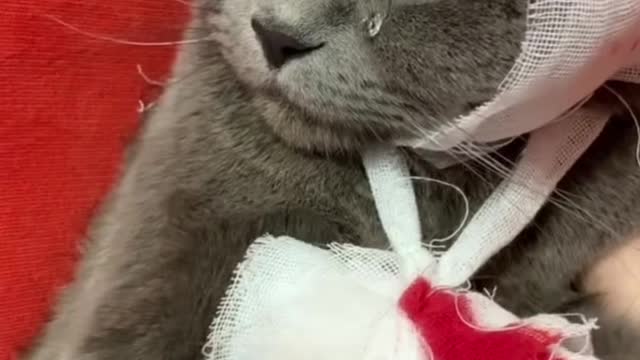 The cat destroys things and gets injured and becomes sad