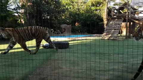 Tiger frightened by Kittens