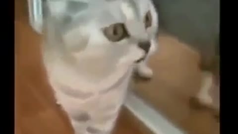 cat Viral home hypnosis 🤣
