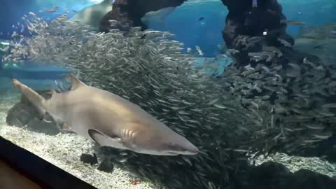 Parade of aquarium fish