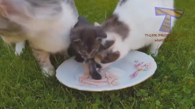Funny ANIMAL you have to watch