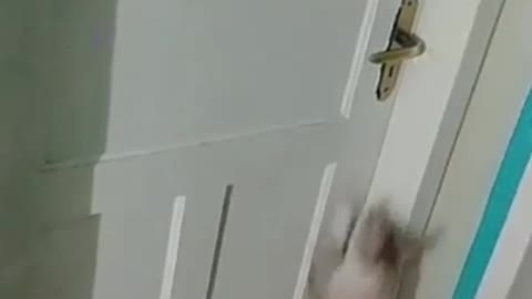 Smart cat knows how to open the door