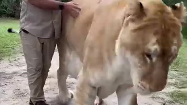Is this this biggest cat in the world