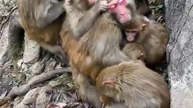 Funny Monkey Videos - A Funny Monkeys Compilation 2022