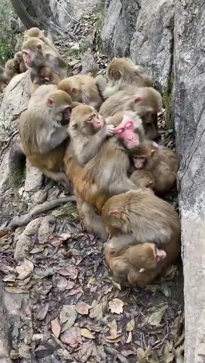 Funny Monkey Videos - A Funny Monkeys Compilation 2022