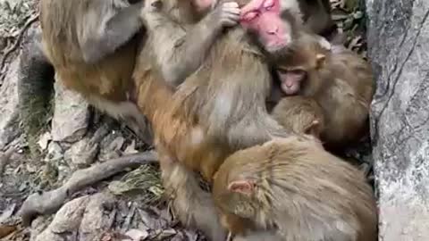 Funny Monkey Videos - A Funny Monkeys Compilation 2022