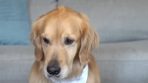 Leaving my dog with steak and chicken #goldenretriever #dog