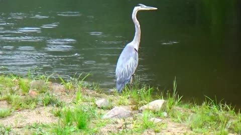 Great Blue Heron