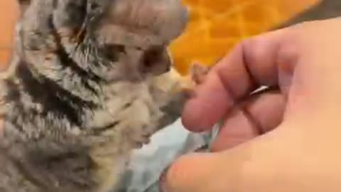 Baby Monkey Funny